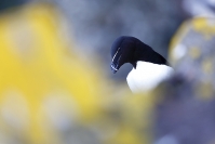 Pingouin torda : 