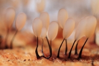 Champignon myxomycètes : Flore, Champignon, Myxomycètes