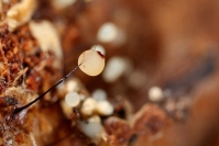 Champignon myxomycètes : Flore, Champignon, Myxomycètes