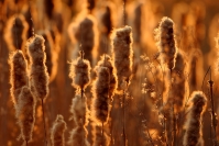 Roseau à massette : Flore, Roseau à massette, Massette à larges feuilles, Etang, Marais