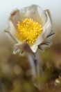 Anémone de printemps : Flore, Anémone de printemps, Pulsatille de printemps, Prairie alpine, Norvège