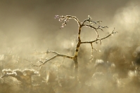Lichen fruticuleux : Flore, Lichen, Lichen fruticuleux