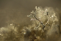 Lichen fruticuleux : Flore, Lichen, Lichen fruticuleux