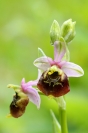 Ophrys bourdon : Flore, Orchidée, Ophrys bourdon, Ophrys frelon, Ophrys fuciflora, Prairie calcaire