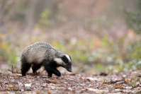Blaireau : Blaireau, Meles meles, Mustélidé, Forêt