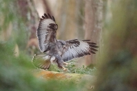 Buse variable : Buse variable