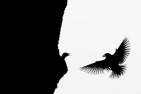 Etourneau sansonnet : 