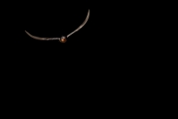 Hirondelle rustique : 