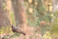 Buse variable : Buse variable