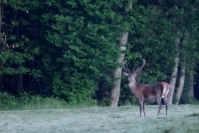 Cerf élaphe : 