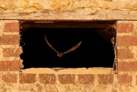 Hirondelle rustique : 