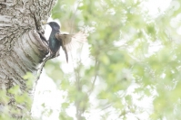 Etourneau sansonnet : 