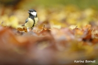 Mésange Charbonnière - Automne : Mésange Charbonnière - Automne