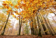 Foret - stage automne : Foret - stage automne