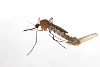 Emergence moustique : Insecte, Diptère, Moustique