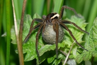 Araignée dolomède : Arachnide, Araignée, Dolomède, Prairie, Prairie humide