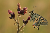 Papillon machaon : Insecte, Lépidoptère, Papillon, Machaon, Prairie