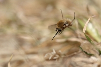 Bombyle : Insecte, Diptère, Bombyle, Prairie