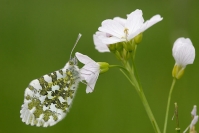 Papillon aurore : Insecte, Lépidoptère, Papillon, Aurore, Prairie