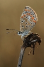 Papillon azuré : Insecte, Lépidoptère, Papillon, Azuré, Prairie