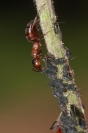 Fourmis des bois : Insecte, Hyménoptère, Fourmis, Bois, Jura