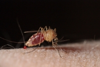 Moustique : Insecte, Diptère, Moustique