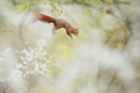 Ecureuil roux : Ecureuil roux, Sciurus vulgaris
