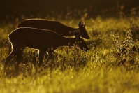 Chevreuil contre jour : Mammifères, Chevreuil, capreolus capreolus, Cervidés, Forêt, Bocage, Contre jour