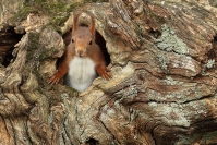 La cachette de l'écureuil : Mammifères, Ecureuil, Ecureuil roux, Forêt, Bocage, Sciurus vulgaris