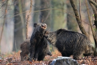 Rut sanglier combat : Mammifère, Suidés, Sanglier, Forêt, Rut sanglier, Combat sanglier