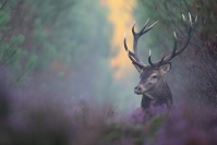 Cerf élaphe dans bruyère : Mammifères, Cervidés, Cerf élaphe, Cerf, Forêt, Brame du cerf