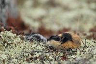 Lemming : Mammifère, Rongeur, Lemming, Toundra, Norvège