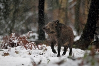 Sanglier sous la neige : Mammifère, Suidés, Sanglier, Forêt, Sanglier neige