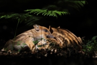 Marcassin sanglier : Mammifère, Suidés, Sanglier, Forêt, Marcassins