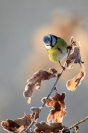 Mésange bleue : Oiseaux, Mésange bleue, Jardin, Forêt, Bocage