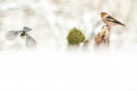Grosbec casse-noyaux : Grosbec casse noyaux, Coccothraustes coccothraustes, Hawfinch, Oiseaux forêts
