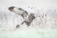 Buse variable : Buse variable, buteo buteo