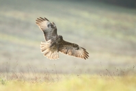 Buse variable : Buse variable, buteo buteo