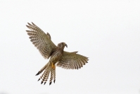 Faucon crécerelle : Faucon crécerelle, Falco tinnunculus