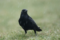 Corneille noire : Oiseaux, Corneille noire, Bocage, Plaine
