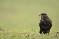 Buse variable : Oiseaux, Rapace, Buse variable, Bocage