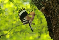 Huppe fasciée : Huppe fasciée, Upupa epops - Eurasian Hoopoe, Oiseaux cavernicole, Oiseaux bocage