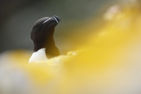 Pingouin torda : Pingouin torda, Alca torda - Razorbill, Oiseaux pélagiques, Oiseaux des falaises