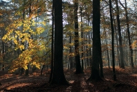 Forêt d'automne : Paysage, Forêt, Automne
