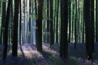Bois de Hal - jacinthes des bois : Paysage, Bois de Hal, Forêt, Hetraie, Jacinthes des bois