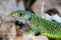 Lézard vert : Reptile, Lézard vert, Prairie, Bocage