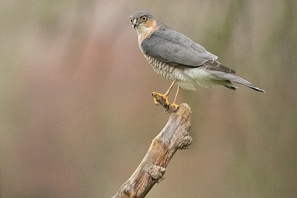 Françoise Lacaze-labarreresite