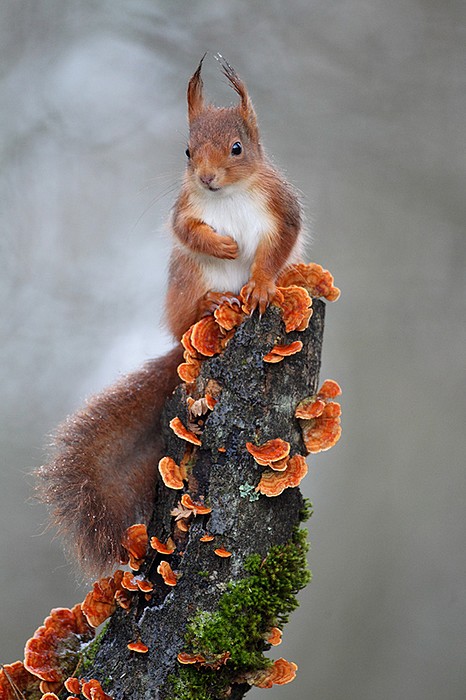 Perché sur son arbre … l'écureuil  Christophe Salin – Photographe Nature  et Environnement