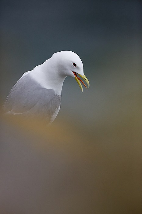 mouette tridactyle1