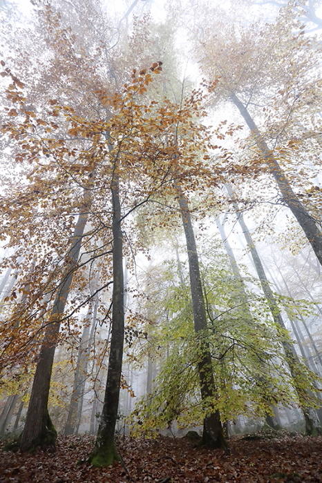 Foret automne 1